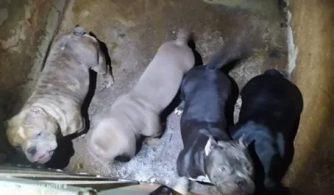 URGENTE: cães eram mutilados em cirurgias de reprodução a mando do tráfico