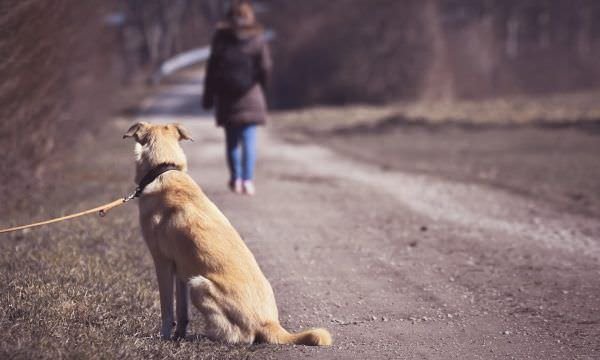 Abandono de pets aumenta no período de férias