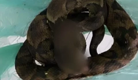 Após ser picado, homem mata jararaca e leva a hospital para tomar soro; entenda