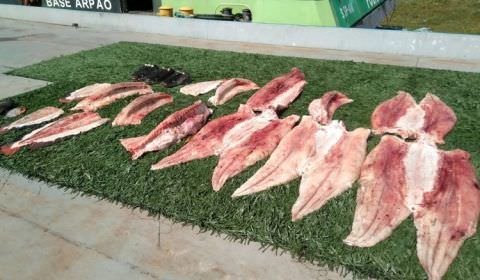 Cerca de 160 quilos de pescado ilegal são apreendidos no Amazonas