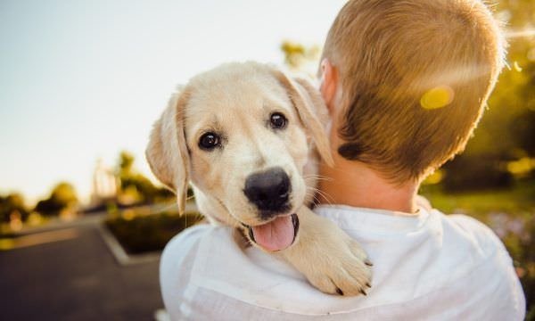 Descubra qual pet combina mais com seu signo