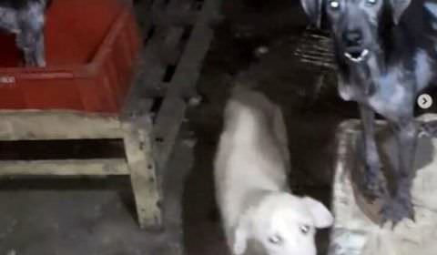 Homem é preso por matar cães e vender carne como se fosse de bode