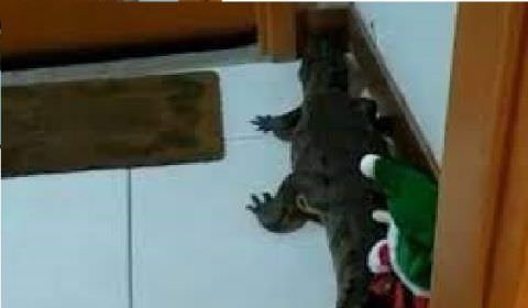 Jacaré aparece na porta de apartamento no Rio de Janeiro; vídeo
