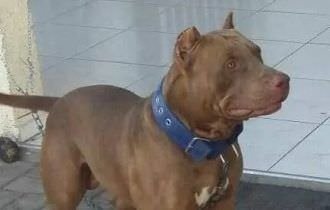 Pitbull mata criança no interior de São Paulo