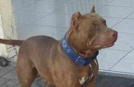 Pitbull mata criança no interior de São Paulo