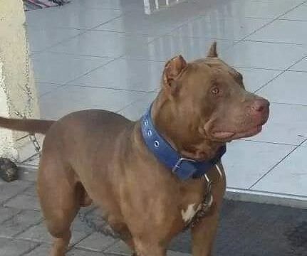 Pitbull mata criança no interior de São Paulo