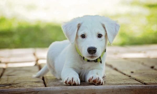 Pets passam por desafios no primeiro ano de vida