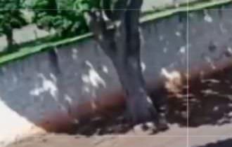 Absurdo: em plena luz do dia, tarado ataca adolescente de 13 anos na calçada; veja vídeo