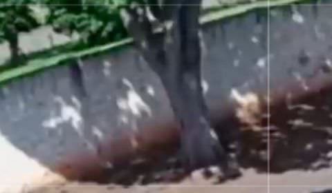 Absurdo: em plena luz do dia, tarado ataca adolescente de 13 anos na calçada; veja vídeo