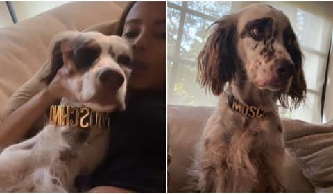 Anitta mostra cachorro de estimação usando coleira de luxo de R$ 2.000