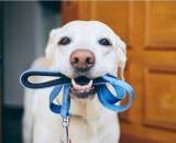 Lei define guarda compartilhada de pets; veja detalhes