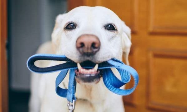 Coleira socializa e evita imprevistos com o cachorro