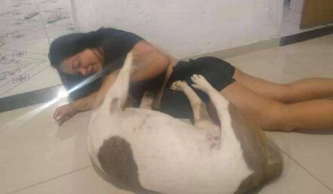 homem mata cachorro com 21 facadas