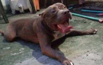 Idosa tem pernas e braços dilacerados após ser atacada por pitbull em Manaus