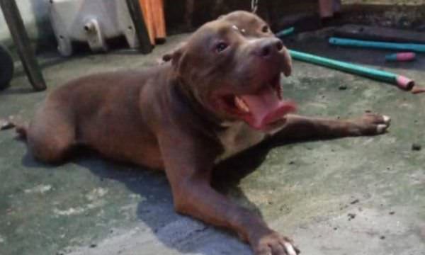 Idosa tem pernas e braços dilacerados após ser atacada por pitbull em Manaus