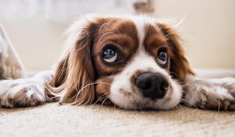Infecções nos olhos pode causar cegueira nos pets