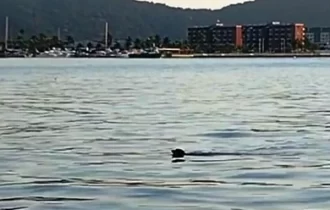Urgente: cão sumido é encontrado nadando em canal Veja vídeo;