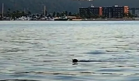 Urgente: cão sumido é encontrado nadando em canal Veja vídeo;