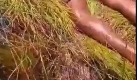 Vídeo mostra homem sendo morto com pauladas na cabeça e golpes de enxada; ASSISTA