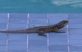 BBB22: Lagarto cai em piscina do confinamento e é resgatado por brothers