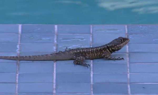 BBB22: Lagarto cai em piscina do confinamento e é resgatado por brothers