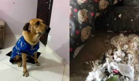 cão rasga cama e revela que absorventes usados substituíam espuma
