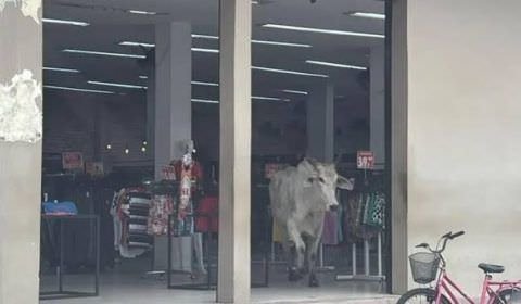 Clientes ficam em pânico ao verem ‘Boi Garantido’ invadir loja em Parintins; veja