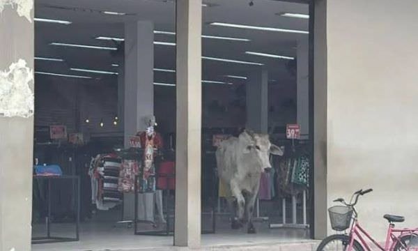 Clientes ficam em pânico ao verem ‘Boi Garantido’ invadir loja em Parintins; veja