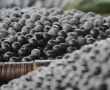 Programa de fomento fortalece a cadeia do açaí no Pará