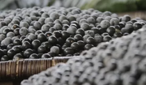 Como sucesso do açaí ameaça biodiversidade da Amazônia