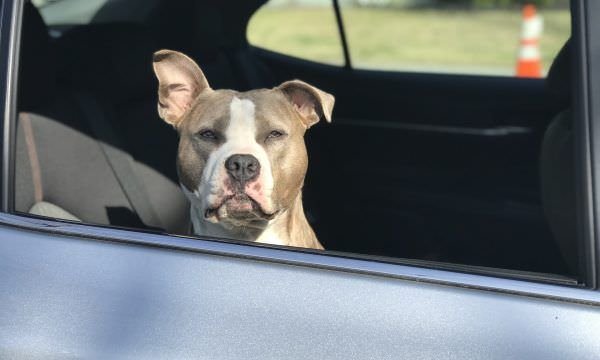 Conheça algumas dicas para levar seu pet no carro com segurança