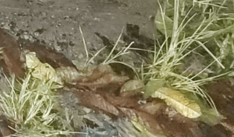 Durante madrugada chuvosa, corpo é desovado em matagal no Santa Etelvina; veja imagens