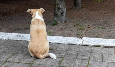 Marido ouve barulhos vindos do quarto e flagra esposa tendo relações sexuais com o cão da família