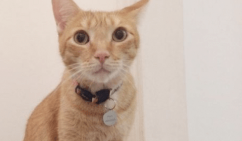 Mulher que matou gato por miar demais está sendo bombardeada na web; veja