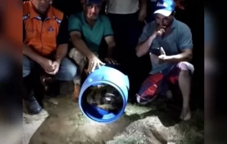 Sucuri de 5 metros é resgatada  após matar dois cães; vídeo