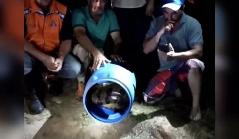 Sucuri de 5 metros é resgatada  após matar dois cães; vídeo