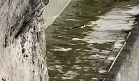 Urgente: vulgo ‘Branquinho’ tem cabeça arrancada por traficantes em Manaus; imagem forte