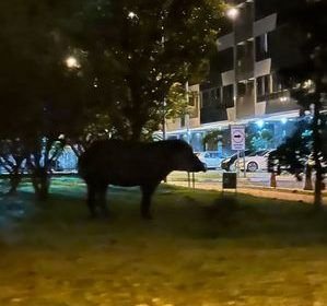 Vídeo: anta é flagrada 'passeando' por ruas em bairro nobre