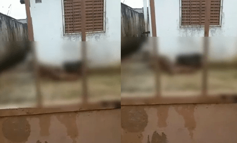 Vídeo: pitbulls abandonados se matam após passar fome em Manaus