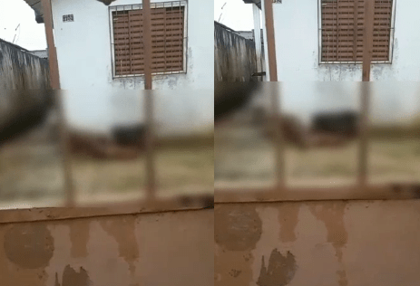 Vídeo: pitbulls abandonados se matam após passar fome em Manaus