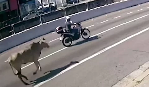 Vídeo: Vaca invade pista e atropela duas pessoas