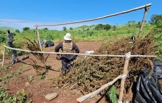 748 toneladas de maconha são destruídas na 30ª fase da Operação Nova Aliança