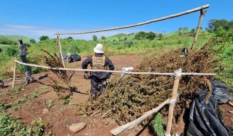 748 toneladas de maconha são destruídas na 30ª fase da Operação Nova Aliança