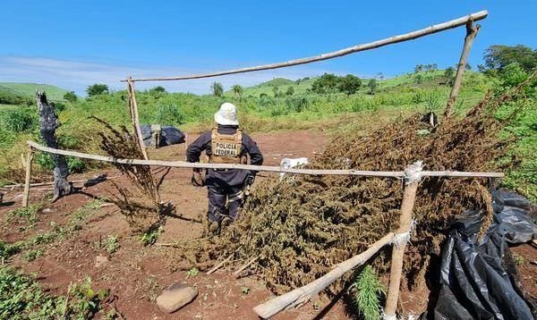 748 toneladas de maconha são destruídas na 30ª fase da Operação Nova Aliança