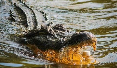 BRUTAL! Menina de 10 anos morre em ataque de jacaré ao se banhar em rio