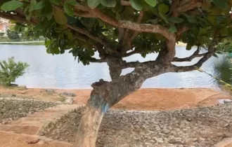 Cabeça de mulher é encontrada em tronco de árvore