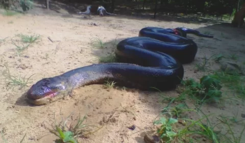 Cobra gigante é morta após atacar cachorro que brincava com criança