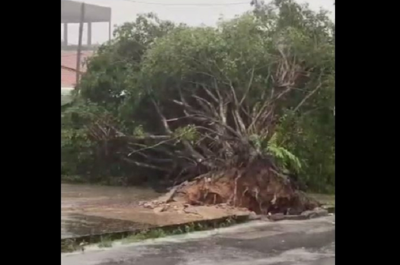Veja Vídeo: Forte temporal em Manaus derruba árvores e provoca alagamentos  