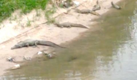 VÍDEO: família de jacarés é flagrada ‘dando close’ em margem de igarapé em Manaus