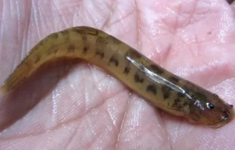 Candiru assusta banhistas no norte do país